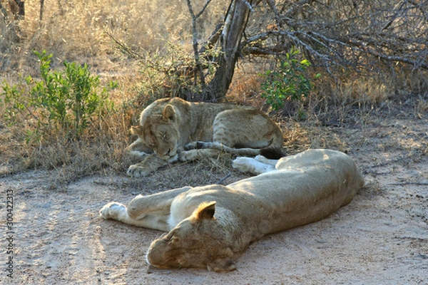 Obraz Leonesse al riposo