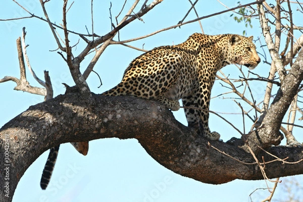 Obraz Leopardi africani