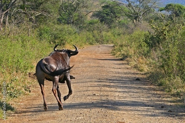 Obraz Gnu africani