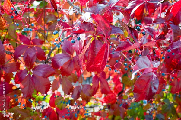 Fototapeta Vite canadese
