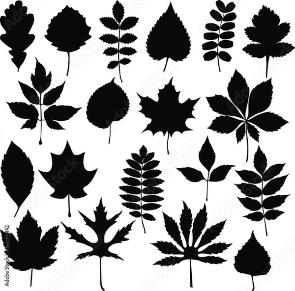 Obraz black different tree leaves isolated on white background
