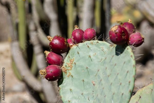 Obraz Cactus in the Garden
