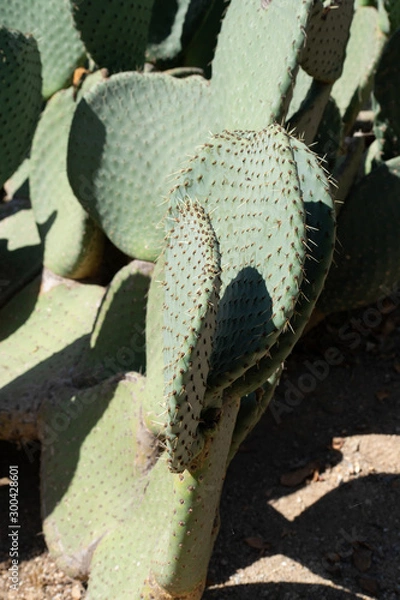 Obraz Cactus in the Garden