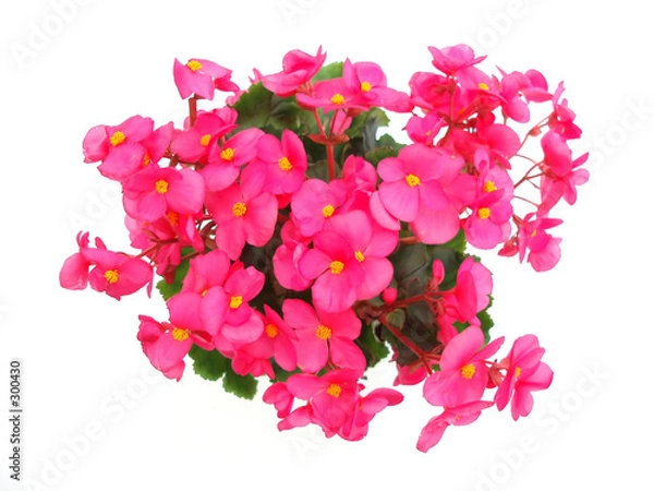 Fototapeta czerwona begonia