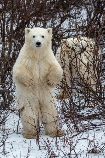 Obraz Curious polar bear cub standing up