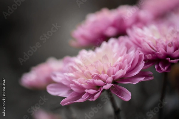 Fototapeta pink flower