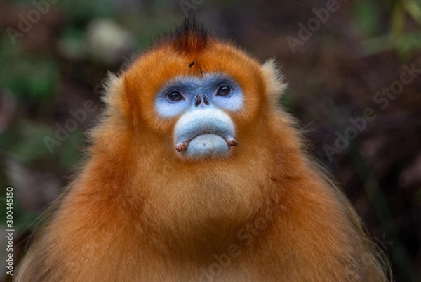 Obraz golden snub nosed monkey watching