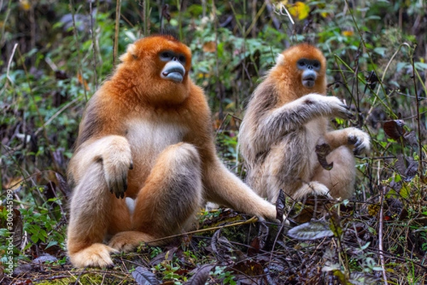 Obraz two golden snub nosed monkeys eating
