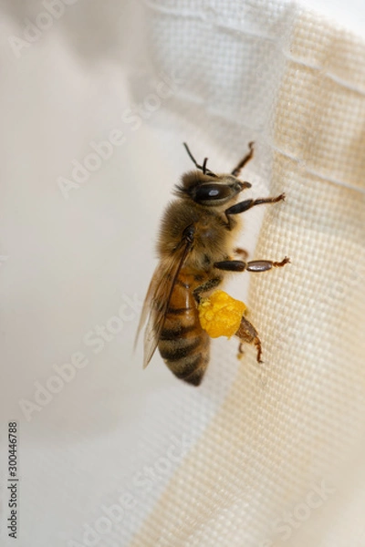 Fototapeta a worker bee is taking pollen and storing them in its bags