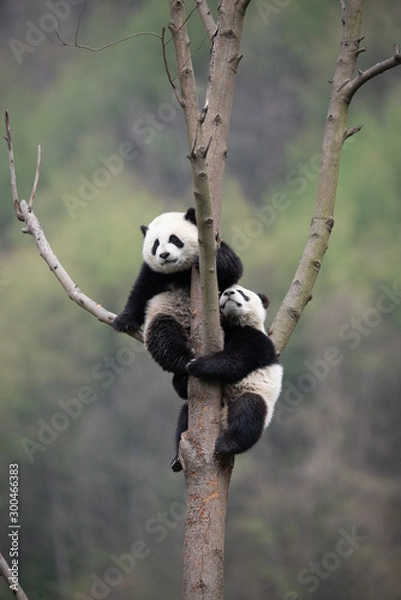 Obraz playful giant panda cubs in a tree