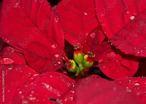 Obraz flor de pascua