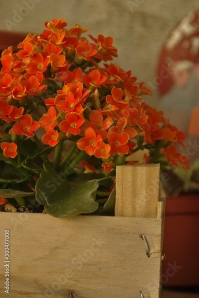 Obraz Flor de Calanchoe