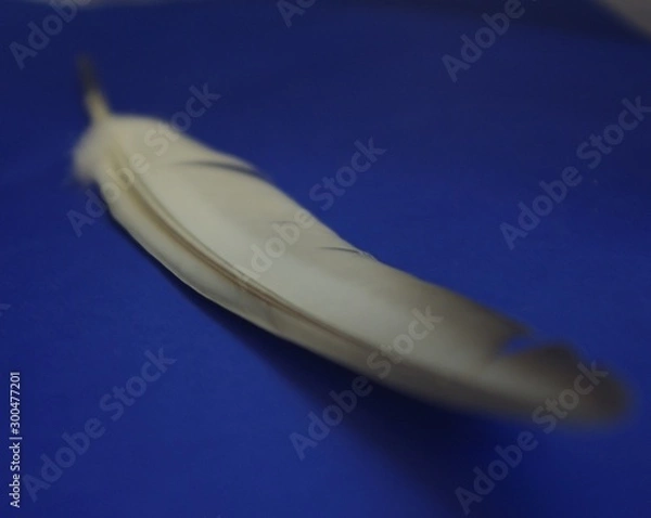Fototapeta Pluma