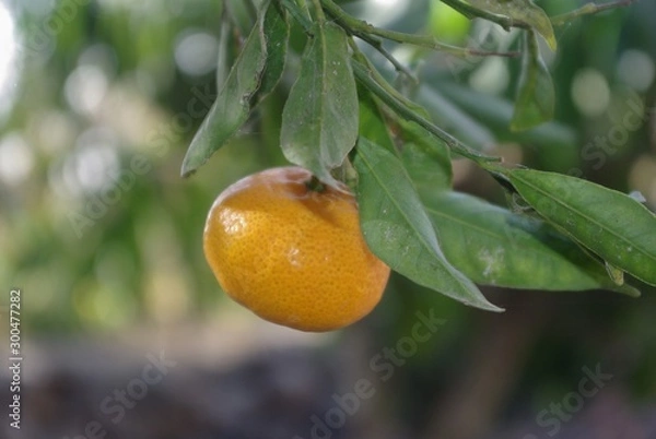 Obraz mandarina