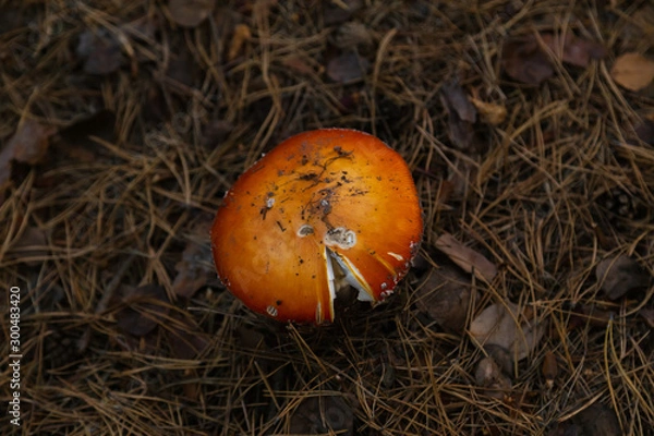 Fototapeta Big fly agaric in the forest. Big red and white fly agaric in the forest growing in the grass