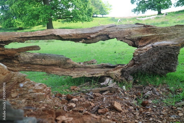 Obraz bark of tree 