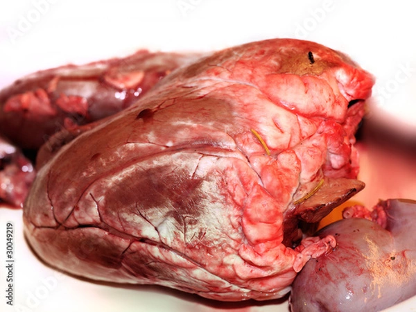 Obraz Herz und Niere