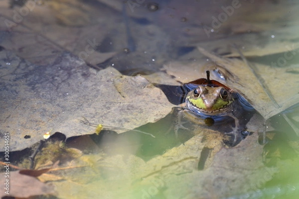 Obraz Frog under leaf in vernal pool