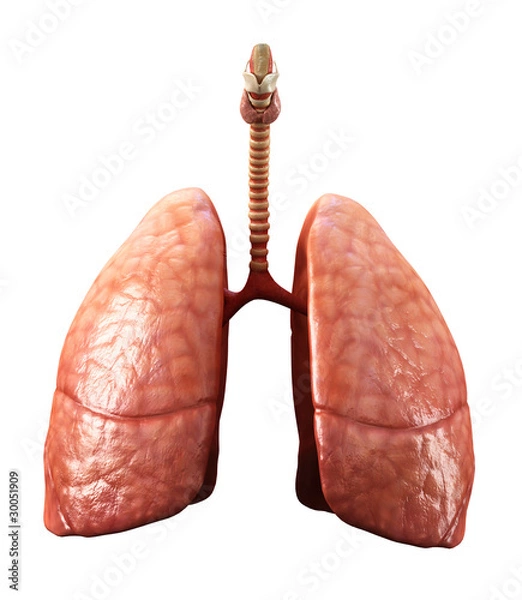 Obraz lungs