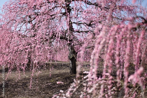 Fototapeta 枝垂れ梅