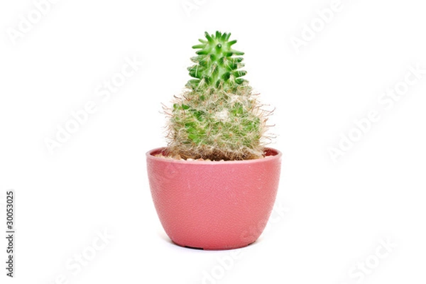Obraz Cactus