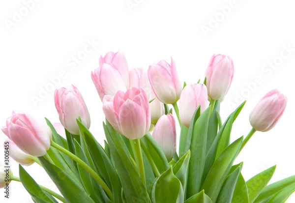 Fototapeta bouquet of tulips