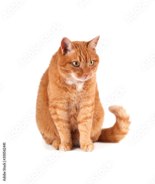 Fototapeta Portrait of ginger cat looking right