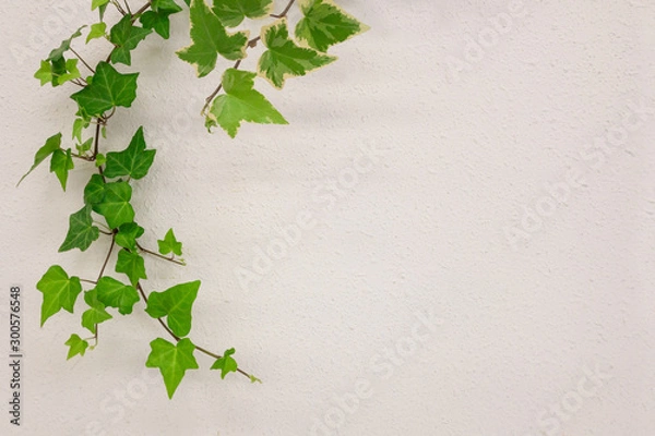 Obraz アイビーフレーム