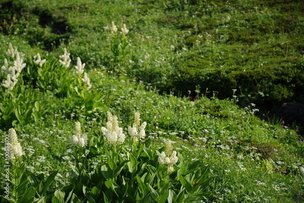 Fototapeta 高山植物　コバイケイソウ