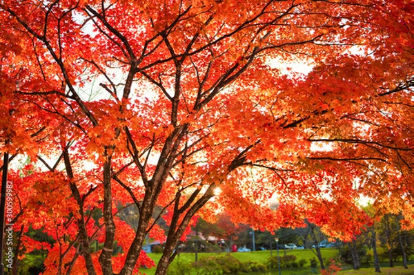 Fototapeta 清水公園の紅葉
