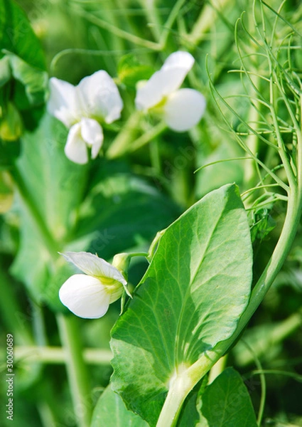 Obraz Erbsenblüte h.