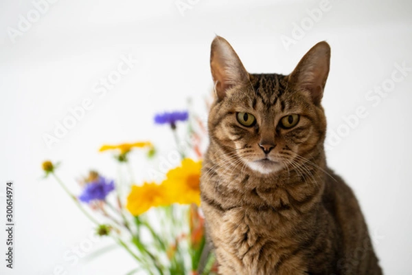 Obraz 花とネコ