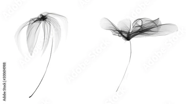 Obraz Watercolor transparent flowers. Black white isolated on white background. X-ray ornament.