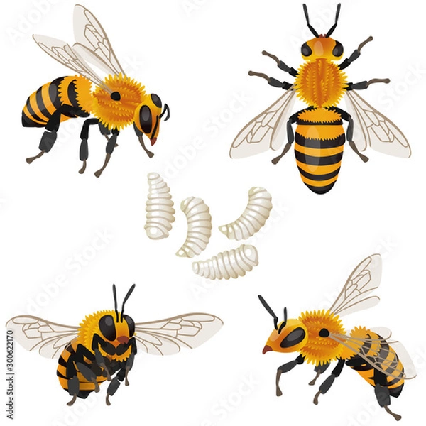 Obraz Four poses of bee insect and its larvae