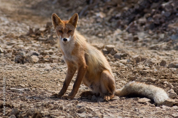 Fototapeta Wild fox in the mountains