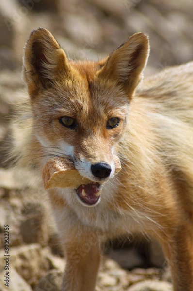 Obraz Wild fox in the mountains