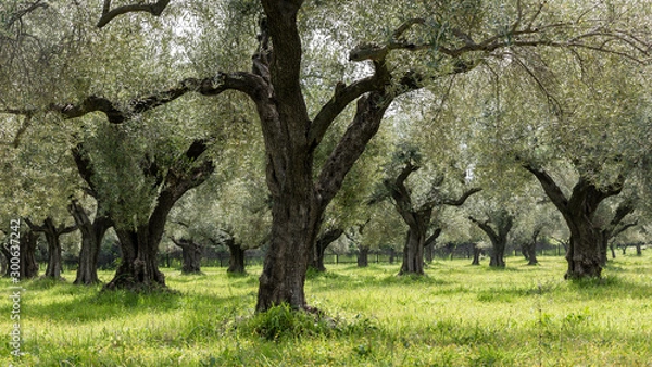 Obraz Olive Grove Greek Tree