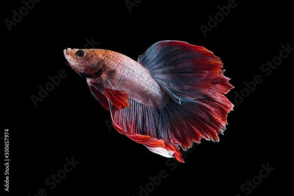 Obraz orange siamese fighting fish on black background