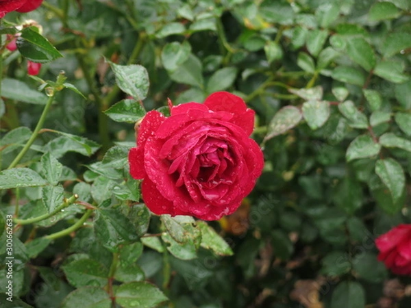 Obraz 雨に濡れた赤バラ