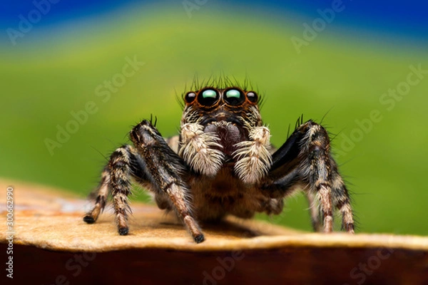 Obraz Skaczący pająk na zielonym liściu