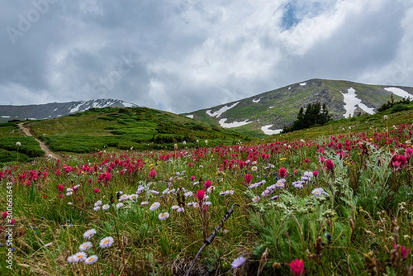 Obraz flowers in the mountains