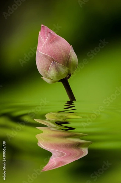 Obraz Lotus reflection