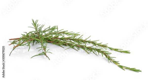 Obraz rosemary isolated on white background