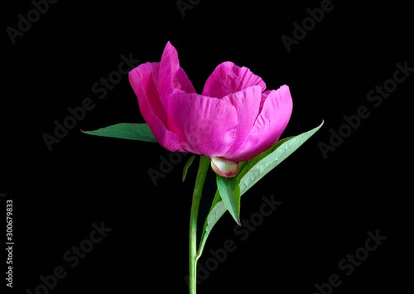 Obraz Pink Peony