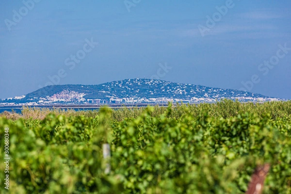 Obraz Sète sur les vignes