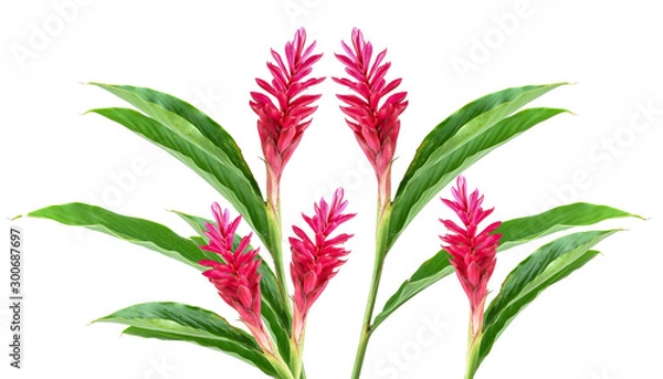Fototapeta Red Ginger Flower