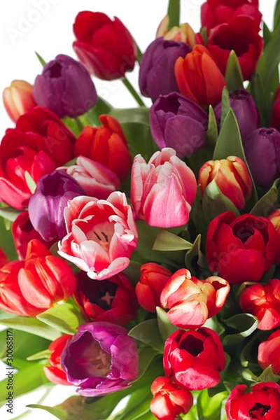 Obraz Tulpenstrauß IV