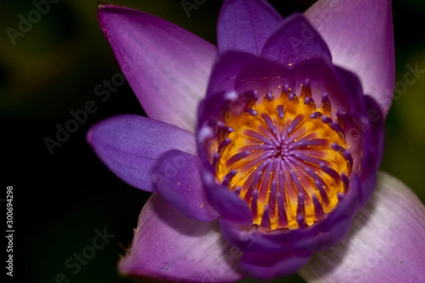 Obraz purple lotus flower