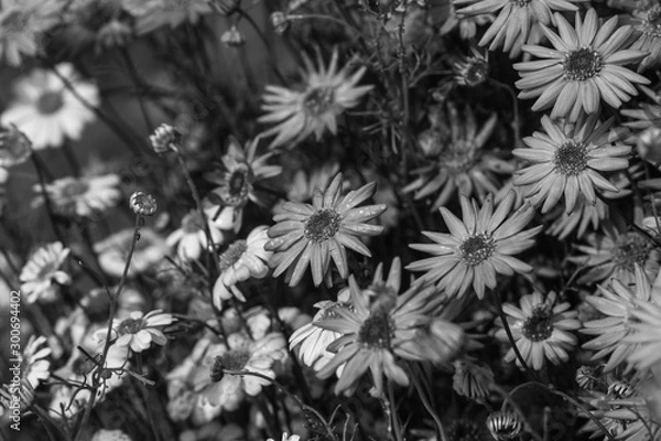 Obraz seamless pattern with flowers