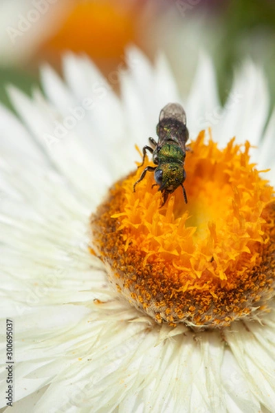 Obraz bee on a flower